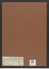 Hantzschia amphioxys var. californica Grun. (de-Toni-Nr.: Genus 50, Species 2204) Zeichnungen Sammlung Grunow Mappe 02420 (Herbarium_W_Grunow_drawings_Folder_02420)